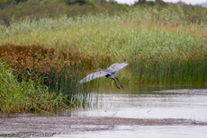 Purpurreiher (11 von 12).jpg